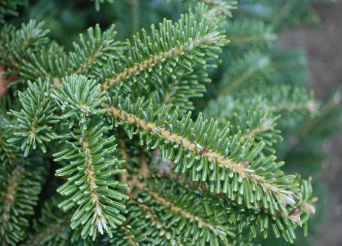 Fraser Fir