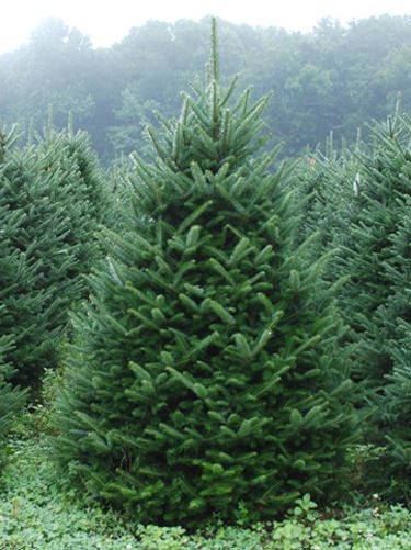 Fraser Fir