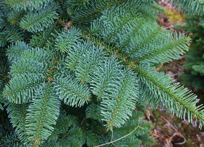 Noble Fir